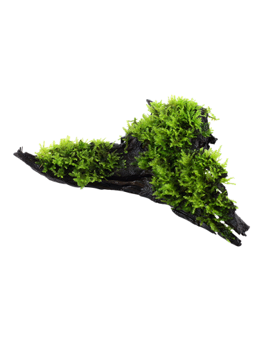 Vesicularia dubyana 'Christmas'