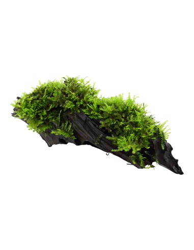 Vesicularia dubyana 'Christmas'