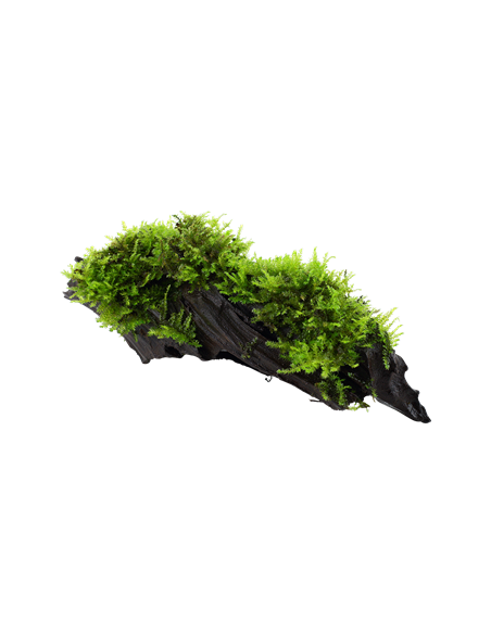 Vesicularia dubyana 'Christmas'