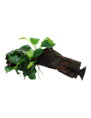 Anubias barteri var, nana