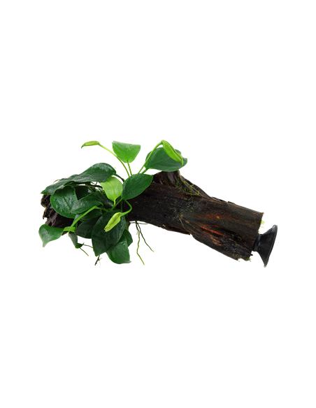 Anubias barteri var, nana