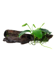 Anubias barteri var, nana 2