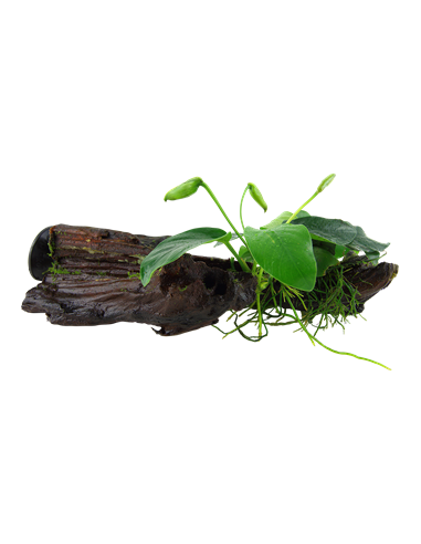 Anubias barteri var, nana