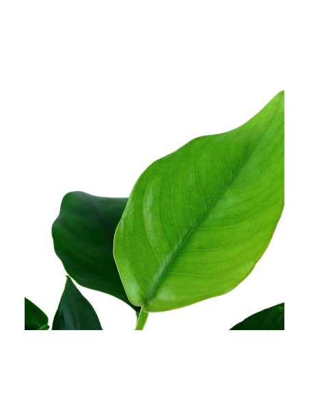 Anubias barteri var, nana