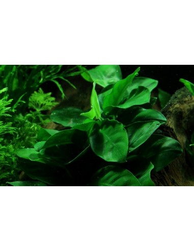 Anubias barteri var, nana
