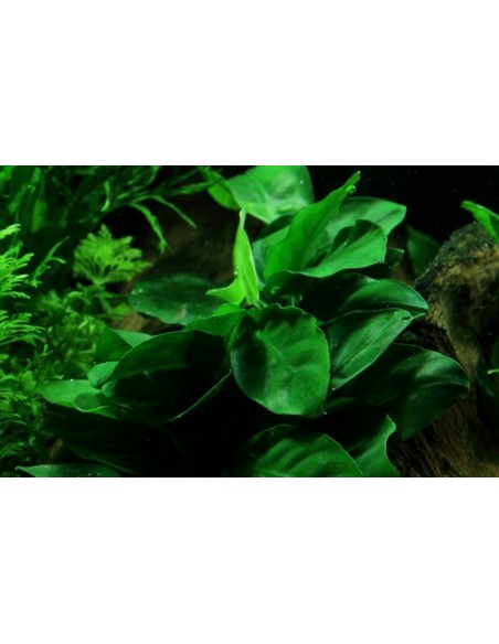 Anubias barteri var, nana