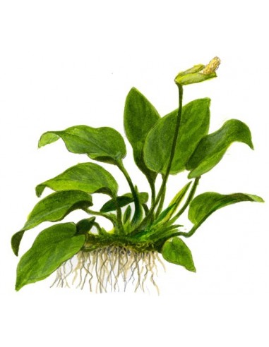 Anubias barteri var, nana