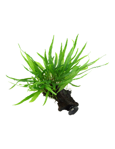 Microsorum pteropus 'Narrow'