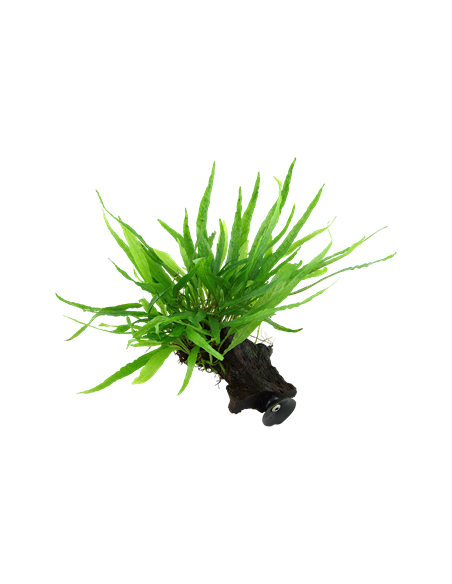 Microsorum pteropus 'Narrow'