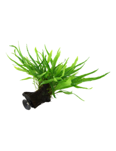 Microsorum pteropus 'Narrow' 2