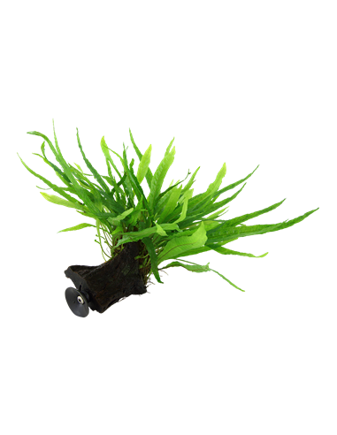 Microsorum pteropus 'Narrow'