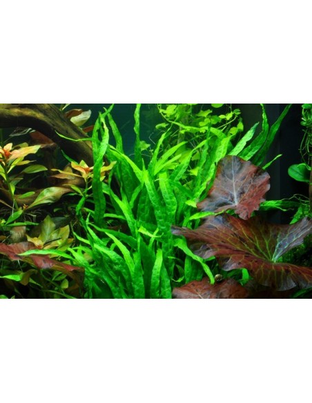 Microsorum pteropus 'Narrow'