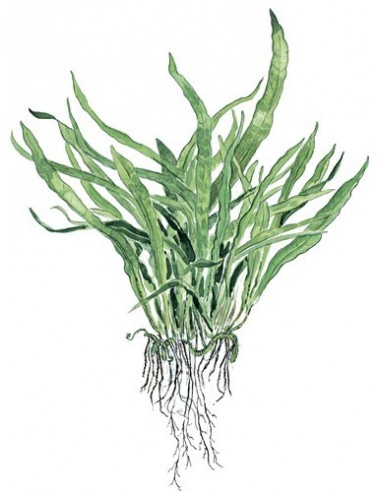 Microsorum pteropus 'Narrow'