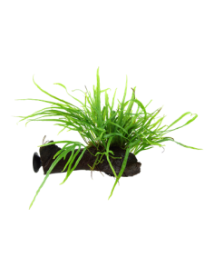 Microsorum pteropus 'Trident'