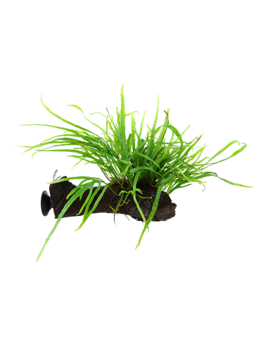 Microsorum pteropus 'Trident'