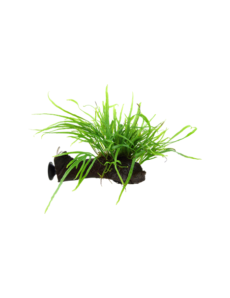 Microsorum pteropus 'Trident'