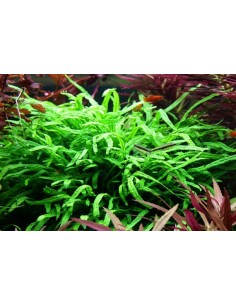 Microsorum pteropus 'Trident' 2