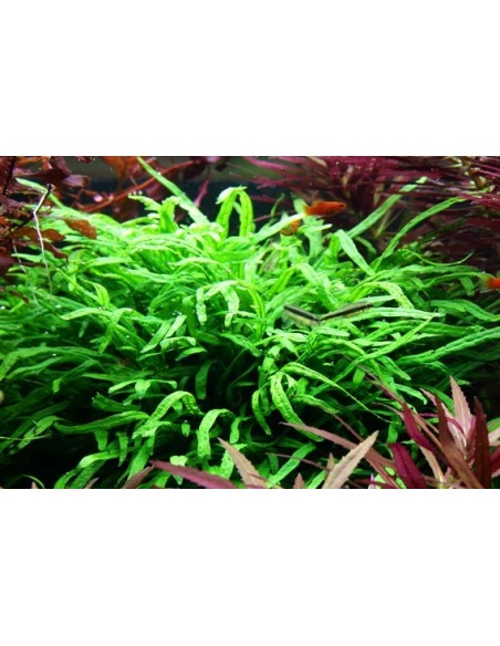 Microsorum pteropus 'Trident'