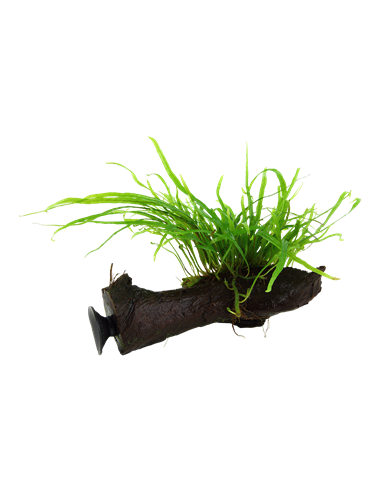 Microsorum pteropus 'Trident'