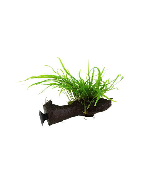 Microsorum pteropus 'Trident'