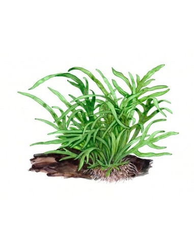 Microsorum pteropus 'Trident'