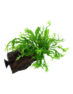 Microsorum pteropus 'Windeløv'