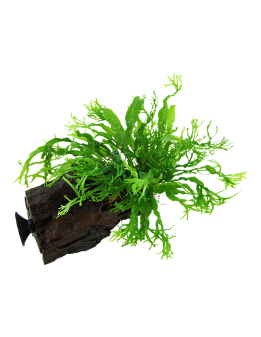 Microsorum pteropus 'Windeløv'