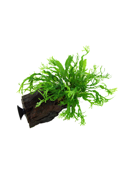 Microsorum pteropus 'Windeløv'