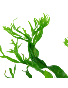 Microsorum pteropus 'Windeløv' 2