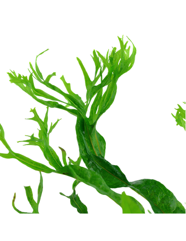 Microsorum pteropus 'Windeløv'