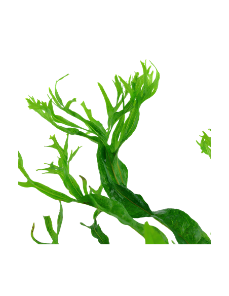 Microsorum pteropus 'Windeløv'