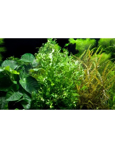 Microsorum pteropus 'Windeløv'