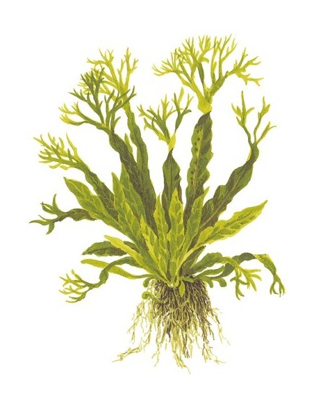 Microsorum pteropus 'Windeløv'