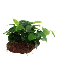 Anubias barteri var, nana