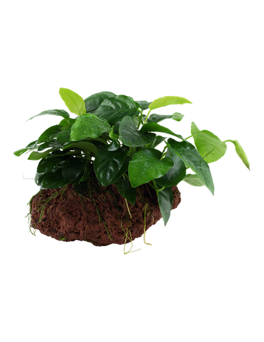 Anubias barteri var, nana