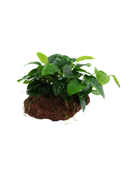Anubias barteri var, nana
