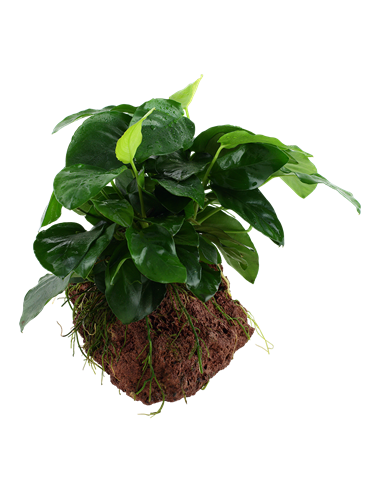 Anubias barteri var, nana