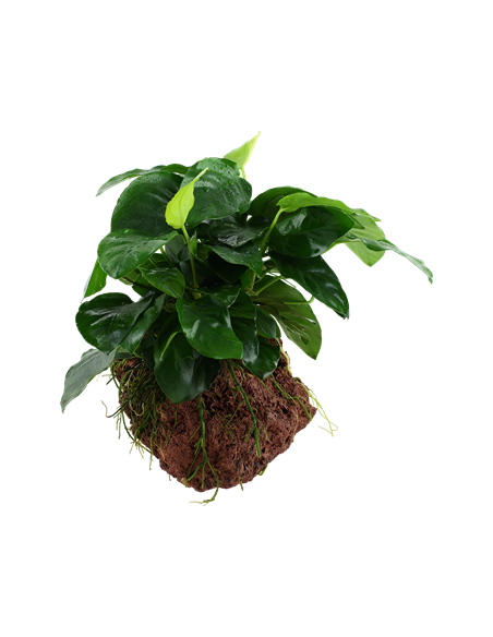 Anubias barteri var, nana