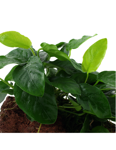 Anubias barteri var, nana