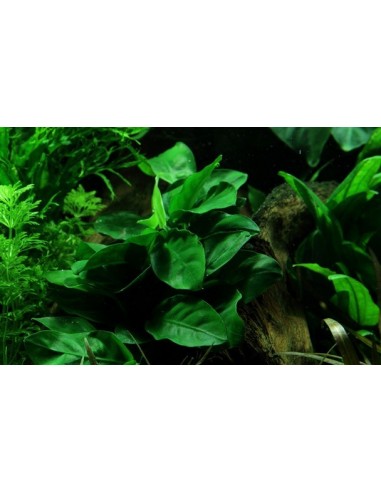 Anubias barteri var, nana
