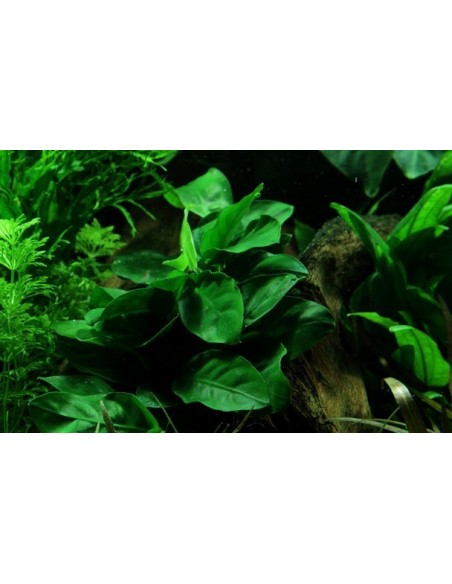 Anubias barteri var, nana