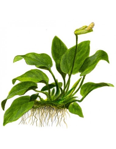 Anubias barteri var, nana