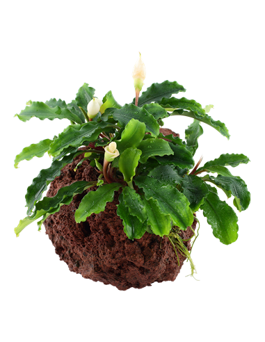 Bucephalandra pygmaea 'Wavy Green'