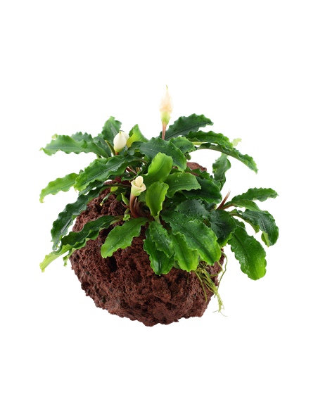 Bucephalandra pygmaea 'Wavy Green'