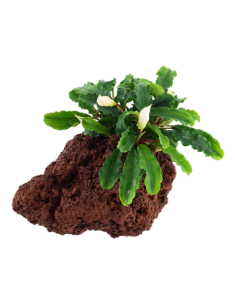 Bucephalandra pygmaea 'Wavy Green' 2