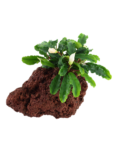 Bucephalandra pygmaea 'Wavy Green'