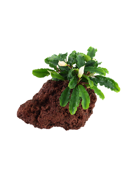 Bucephalandra pygmaea 'Wavy Green'