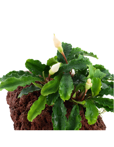 Bucephalandra pygmaea 'Wavy Green'