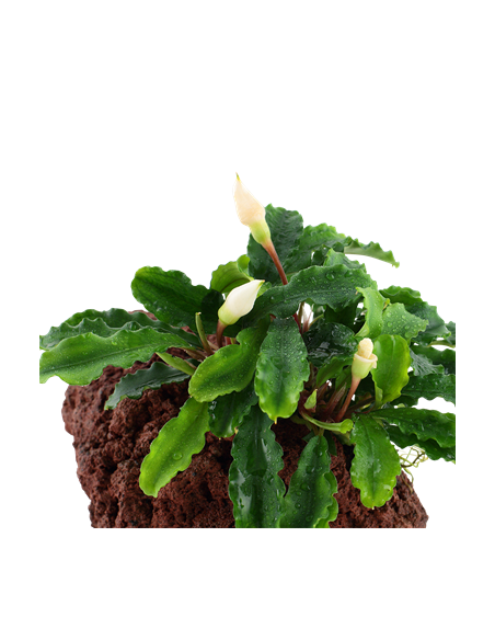 Bucephalandra pygmaea 'Wavy Green'