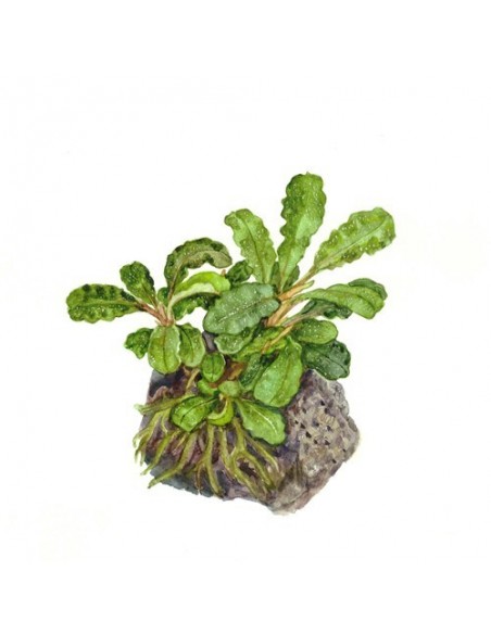 Bucephalandra pygmaea 'Wavy Green'